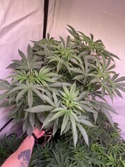 Muzzika - Bask Triangle Farm