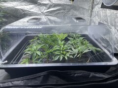 IMG_1250.jpeg