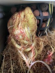 IMG_1279.jpeg