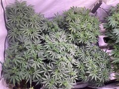 IMG_1327.jpeg