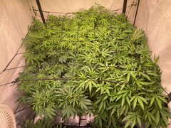 IMG_1329.jpeg