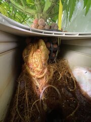 IMG_1333.jpeg