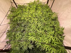 IMG_1335.jpeg