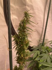 Original Haze - AG seed co