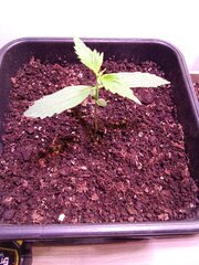 IMG_20250206_120236.jpg