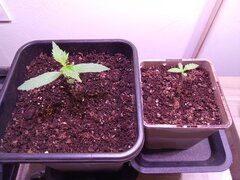 IMG_20250206_120249.jpg