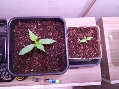 IMG_20250206_120254.jpg