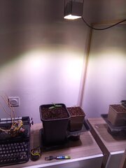 IMG_20250206_120302.jpg