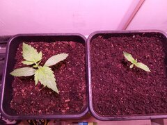 IMG_20250208_194542.jpg