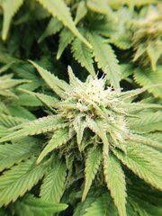 Elle a une superbe odeur de Skunk avec un léger citron derrière ça va être top