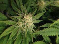 Moins de soucis niveau engraissage pourtant les deux était au même dosage