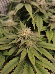Les têtes sont bien sucré et elle sent de plus en plus le Skunk 😋