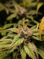 Tricomes 50% translucide 50% laiteux dans tout les cas il reste 3 semaines donc on est pas pressé