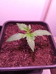 IMG_20250215_085448.jpg
