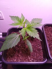 IMG_20250215_085450.jpg