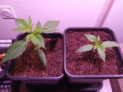 IMG_20250215_085456.jpg