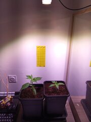 IMG_20250215_085631.jpg