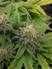 Elles sont vraiment toute super équilibrée en termes de tailles/tricomes/maturation