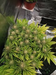 Très très content de cette petite run avec la Lemon Skunk du coup!