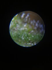 Laiteux un peu translucide et un peu d'ambre