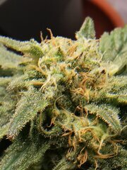 J'ai envie de tester la différence entre une weed extra laiteuse et un mélange de ambré majoritairement laiteux