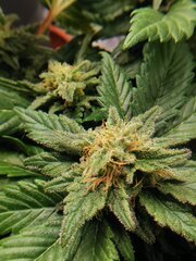 Dernière petite defoliation pour libérer de la lumière et concentré toute la fin dans les têtes pré cut