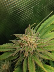 Les buds ont une belle structure les sugar leaves sont assez couverte