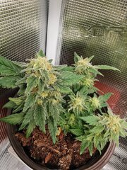 Ça respire j'ai laissé les feuilles avec des tricomes dessus pour le trim plus tard