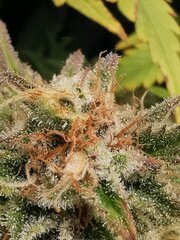 On sent toujours le Skunk mais plus discret à l'odeur