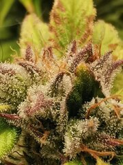 Explosion de tricomes 🌿