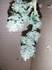 Je dirait 4/5g pour le total de la plante sec à voir si j'ai l'œil 🤓