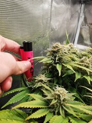 Rinçage aujourd'hui et on verra les tricomes plus tard !