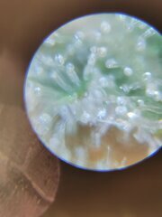 Laiteux + quelques translucides