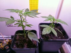 IMG_20250224_072519.jpg