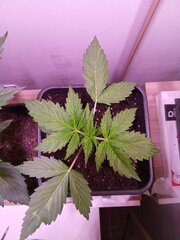 IMG_20250224_072554.jpg
