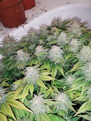 Ça fait scrog sans scrog (et en moins quali du coup)
