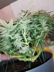 Et voilà la gueule des bud, j'ai enlevé les derniers piqué qu'il restait