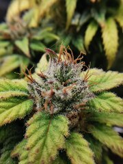 J'ai fait une petite defoliation histoire de faire respirer la plante pour sa potentielle dernière semaine
