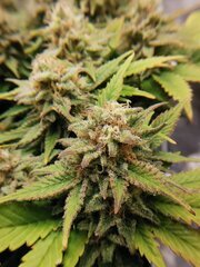 Elle aussi à eu droit à une defoliation qui honnêtement lui à p1s fait du mal vu le nombres de feuilles sous la canopée