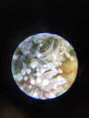 Au menu aujourd'hui exploration des tricomes
