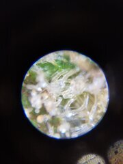Niveaux tricomes laiteux/ambré