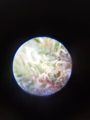 Niveau tricomes ça mûrit toujours un peu plus