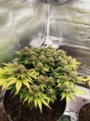 On était parti sur 56j+2 semaines de flo on arrive presque au jours 70 et je suis quasi satisfait des tricomes !
