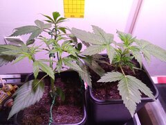 IMG_20250227_101139.jpg