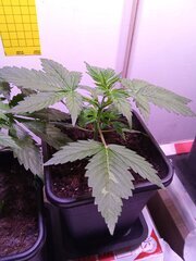 IMG_20250227_101247.jpg
