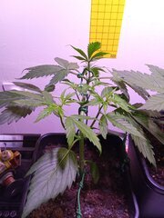 IMG_20250227_101251.jpg