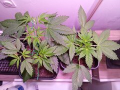 IMG_20250228_100312.jpg