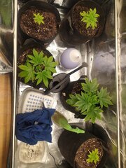 IMG_20250228_163729