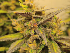 InShot_20250203_203151222.jpg