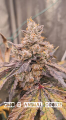 InShot_20250204_201337753.jpg